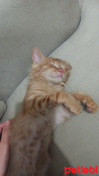 Sarman, Kedi  Artemis fotoğrafı