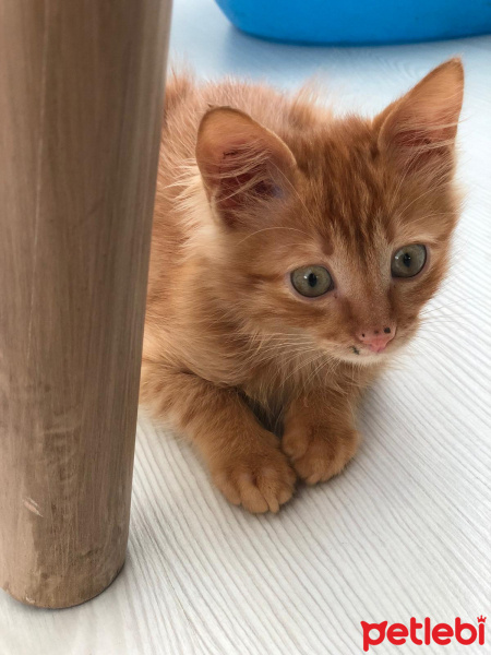 Sarman, Kedi  Artemis fotoğrafı