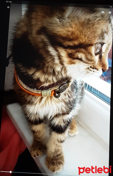 American Shorthair, Kedi  Maya fotoğrafı