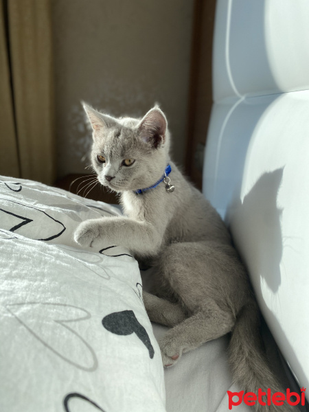 British Shorthair, Kedi  Ramiz fotoğrafı