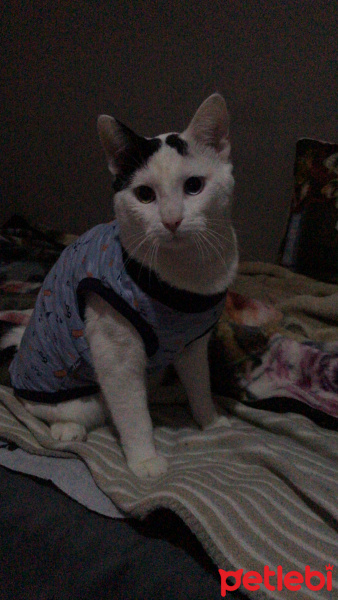 Van Kedisi, Kedi  Ponny fotoğrafı