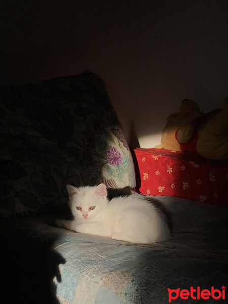British Shorthair, Kedi  AdsıZ fotoğrafı