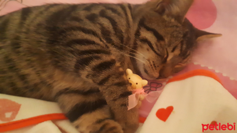 Tekir Kedi, Kedi  Kahve fotoğrafı