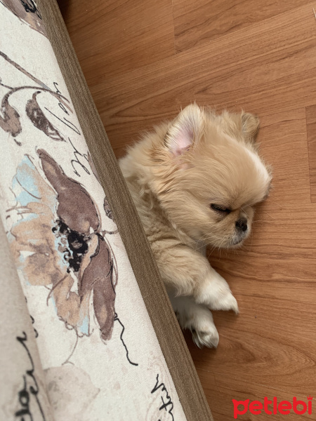 Pekingese, Köpek  Venüs fotoğrafı