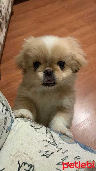 Pekingese, Köpek  Venüs fotoğrafı