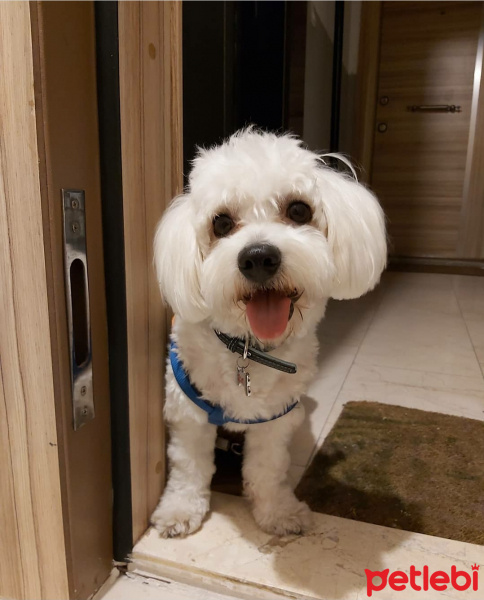 Maltese, Köpek  Lokum fotoğrafı
