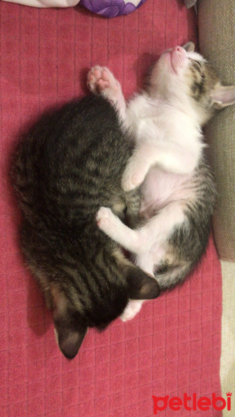 Siyam Kedisi, Kedi  6 Adet, Mühür, Nazlı, Arap, Bal, Yakışıklı, Minik fotoğrafı