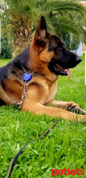 Alman Çoban Köpeği, Köpek  çiftleştirmek istiyoruz oscarımızı 2 yasında fotoğrafı