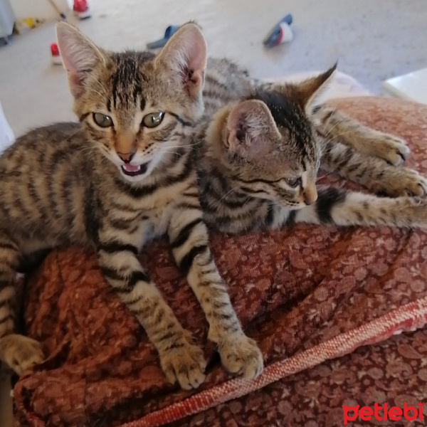 Tekir Kedi, Kedi  minnoş fotoğrafı