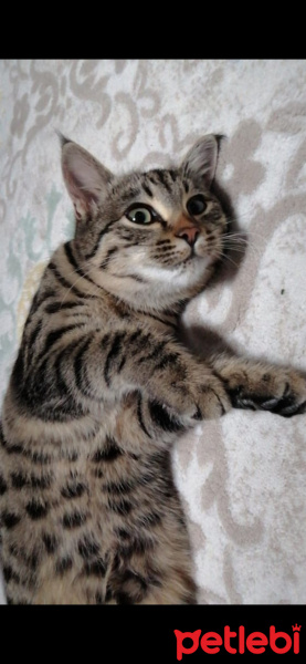 Tekir Kedi, Kedi  minnoş fotoğrafı
