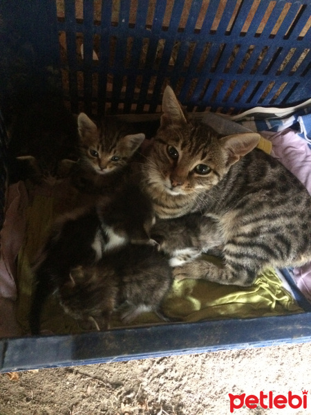 Tekir Kedi, Kedi  Theo fotoğrafı