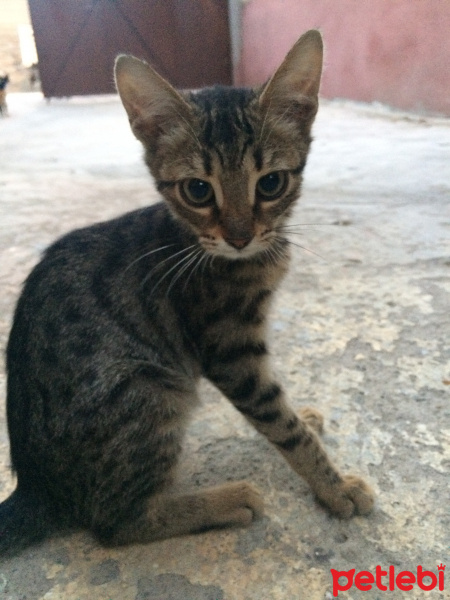 Tekir Kedi, Kedi  Theo fotoğrafı