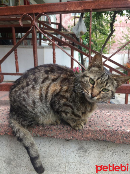 Tekir Kedi, Kedi  Theo fotoğrafı