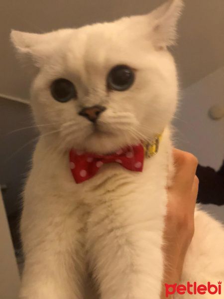 British Shorthair, Kedi  Arya fotoğrafı