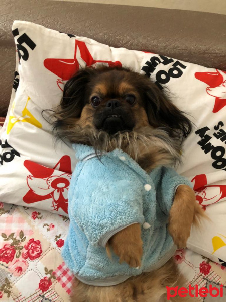 Pekingese, Köpek  Bıdık fotoğrafı