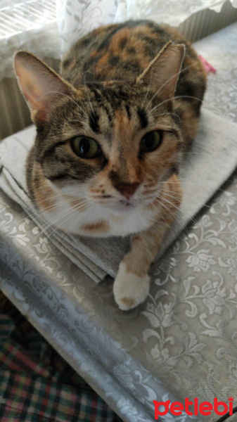 Tekir Kedi, Kedi  Bıcırık fotoğrafı