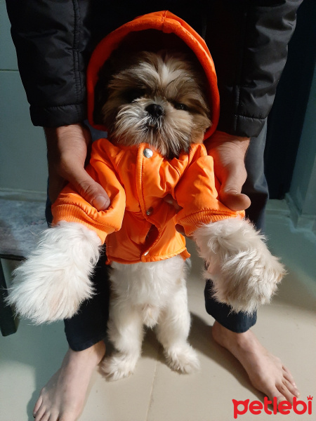 Shih Tzu, Köpek  Tanjant fotoğrafı