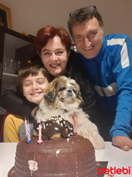 Shih Tzu, Köpek  Tanjant fotoğrafı