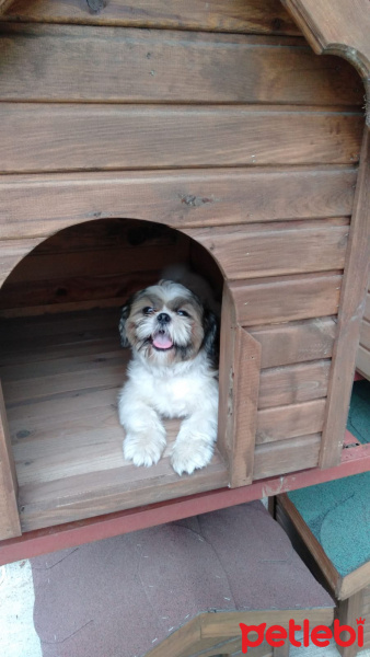 Shih Tzu, Köpek  Tanjant fotoğrafı