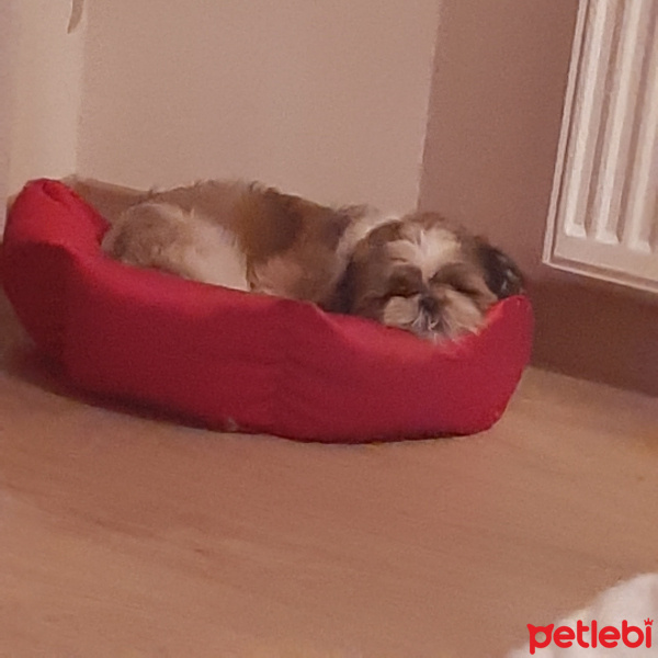 Shih Tzu, Köpek  Tanjant fotoğrafı