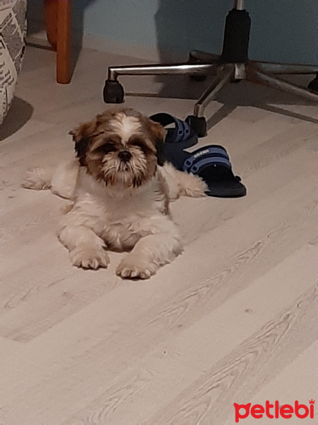 Shih Tzu, Köpek  Tanjant fotoğrafı