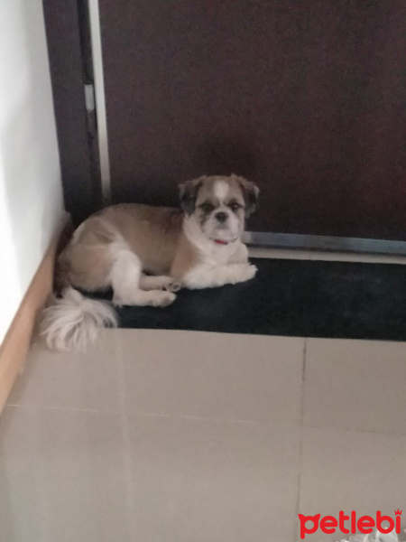Shih Tzu, Köpek  Tanjant fotoğrafı