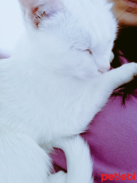 Van Kedisi, Kedi  Baboş fotoğrafı