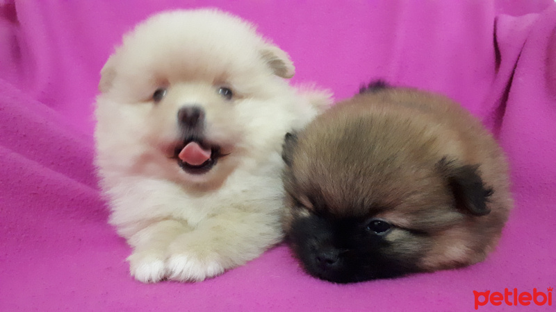 Pomeranyalı, Köpek  Jerry fotoğrafı