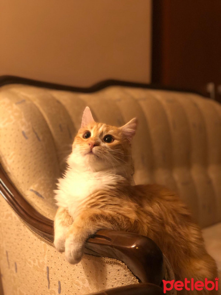 Sarman, Kedi  Garfild fotoğrafı