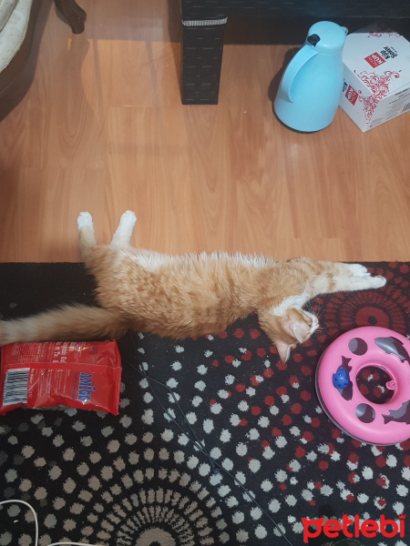 Sarman, Kedi  Garfild fotoğrafı