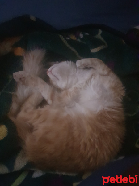 Sarman, Kedi  Garfild fotoğrafı