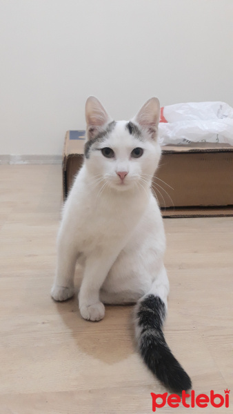 Tekir Kedi, Kedi  Pamuk fotoğrafı