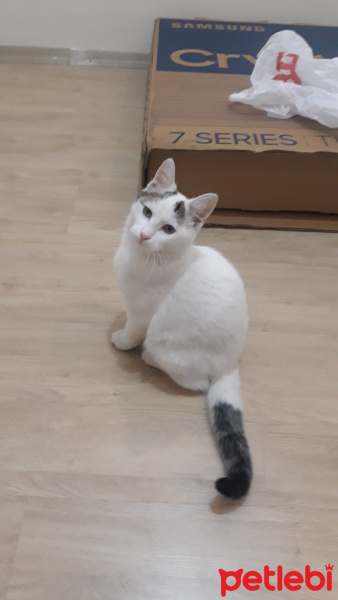 Tekir Kedi, Kedi  Pamuk fotoğrafı
