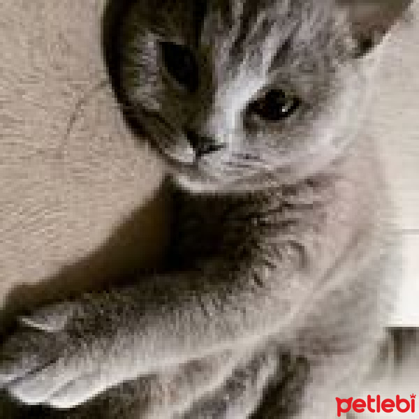 British Shorthair, Kedi  Midas fotoğrafı