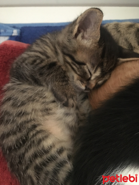 Sarman, Kedi  Ceviz fotoğrafı