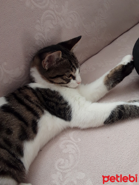 Tekir Kedi, Kedi  Çakıl fotoğrafı