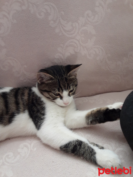 Tekir Kedi, Kedi  Çakıl fotoğrafı