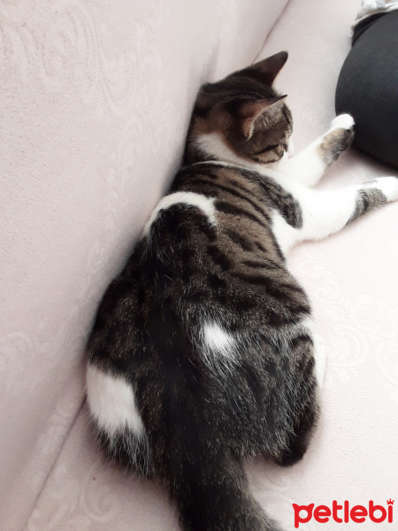 Tekir Kedi, Kedi  Çakıl fotoğrafı