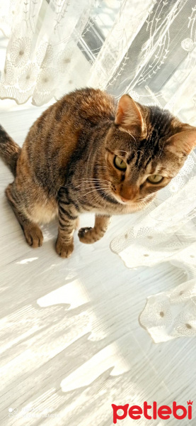 Tekir Kedi, Kedi  Şeker fotoğrafı