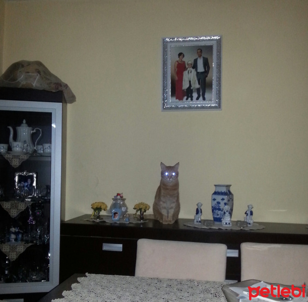 Tekir Kedi, Kedi  Marlenko fotoğrafı