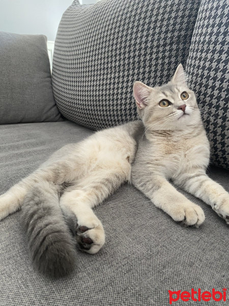 British Shorthair, Kedi  Minnie fotoğrafı