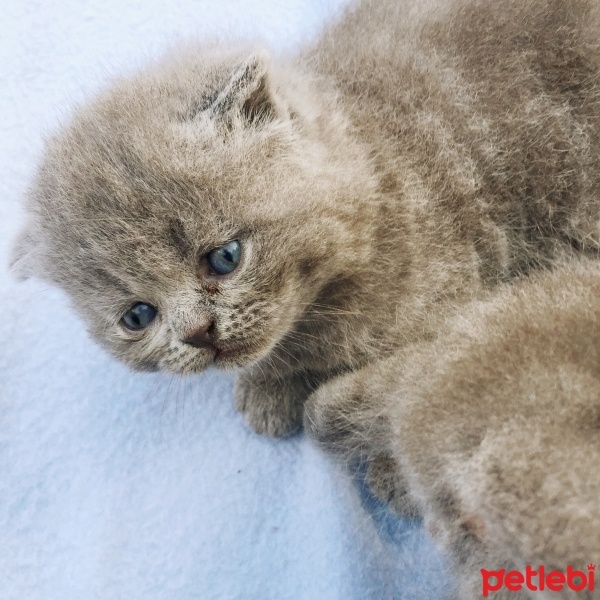 Scottish Fold, Kedi  Mavi fotoğrafı