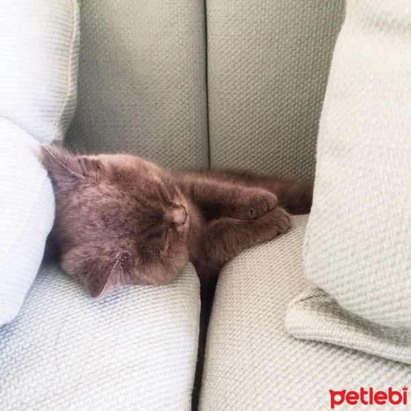 Scottish Fold, Kedi  Mavi fotoğrafı