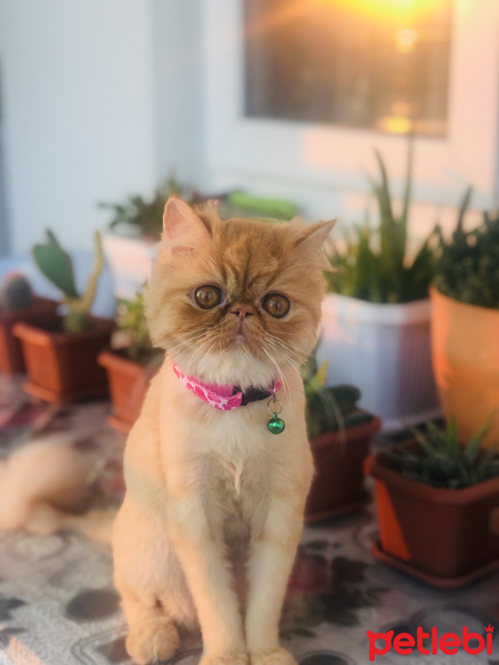 İran Kedisi (Persian), Kedi  Tarçın fotoğrafı