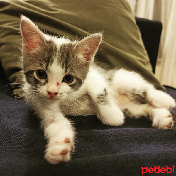 Tekir Kedi, Kedi  Aşil fotoğrafı
