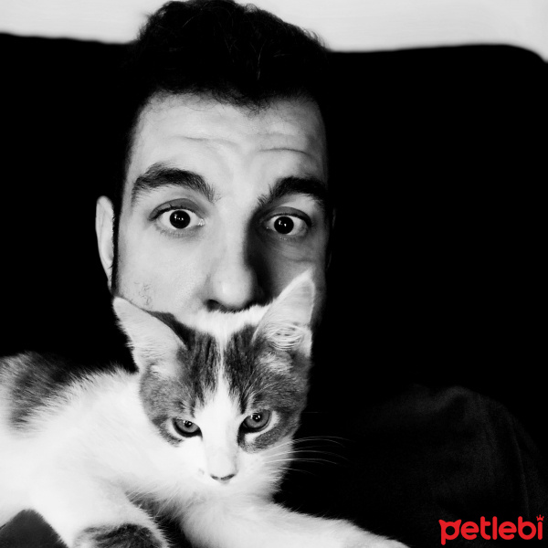 Tekir Kedi, Kedi  Aşil fotoğrafı