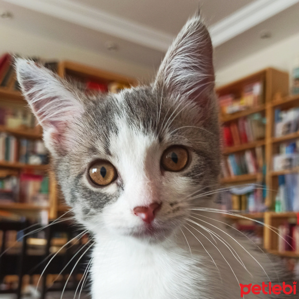 Tekir Kedi, Kedi  Aşil fotoğrafı