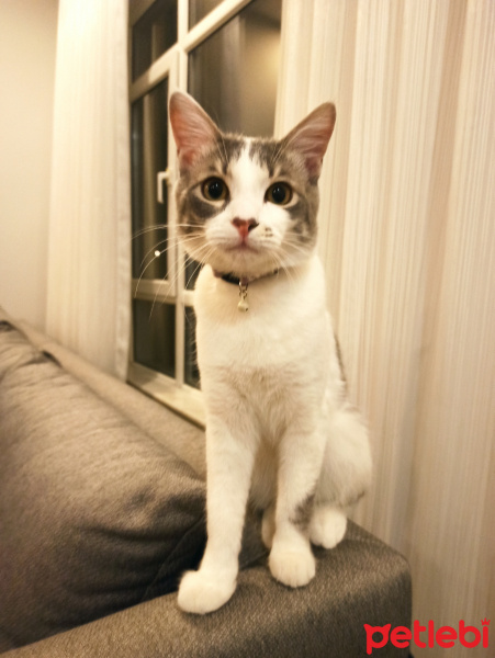 Tekir Kedi, Kedi  Aşil fotoğrafı