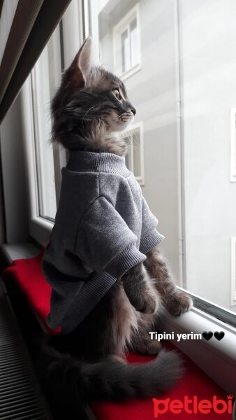 Norwegian Forest, Kedi  Kira fotoğrafı