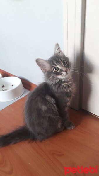 Norwegian Forest, Kedi  Kira fotoğrafı